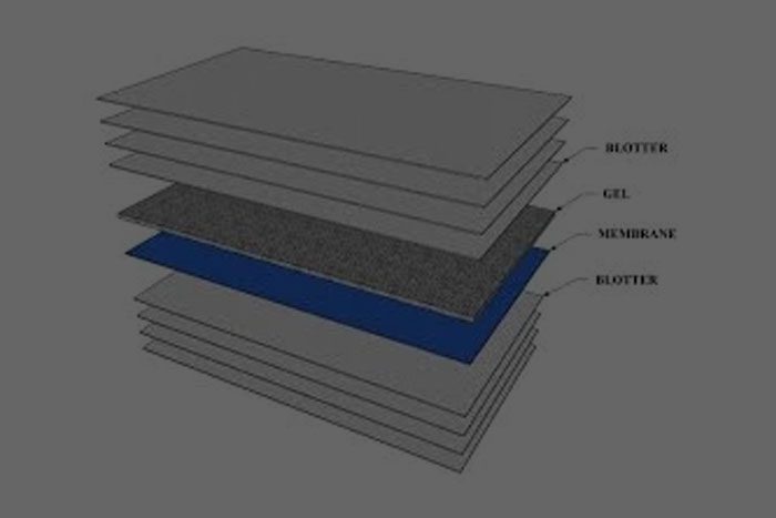Electrophoresis Blotters
